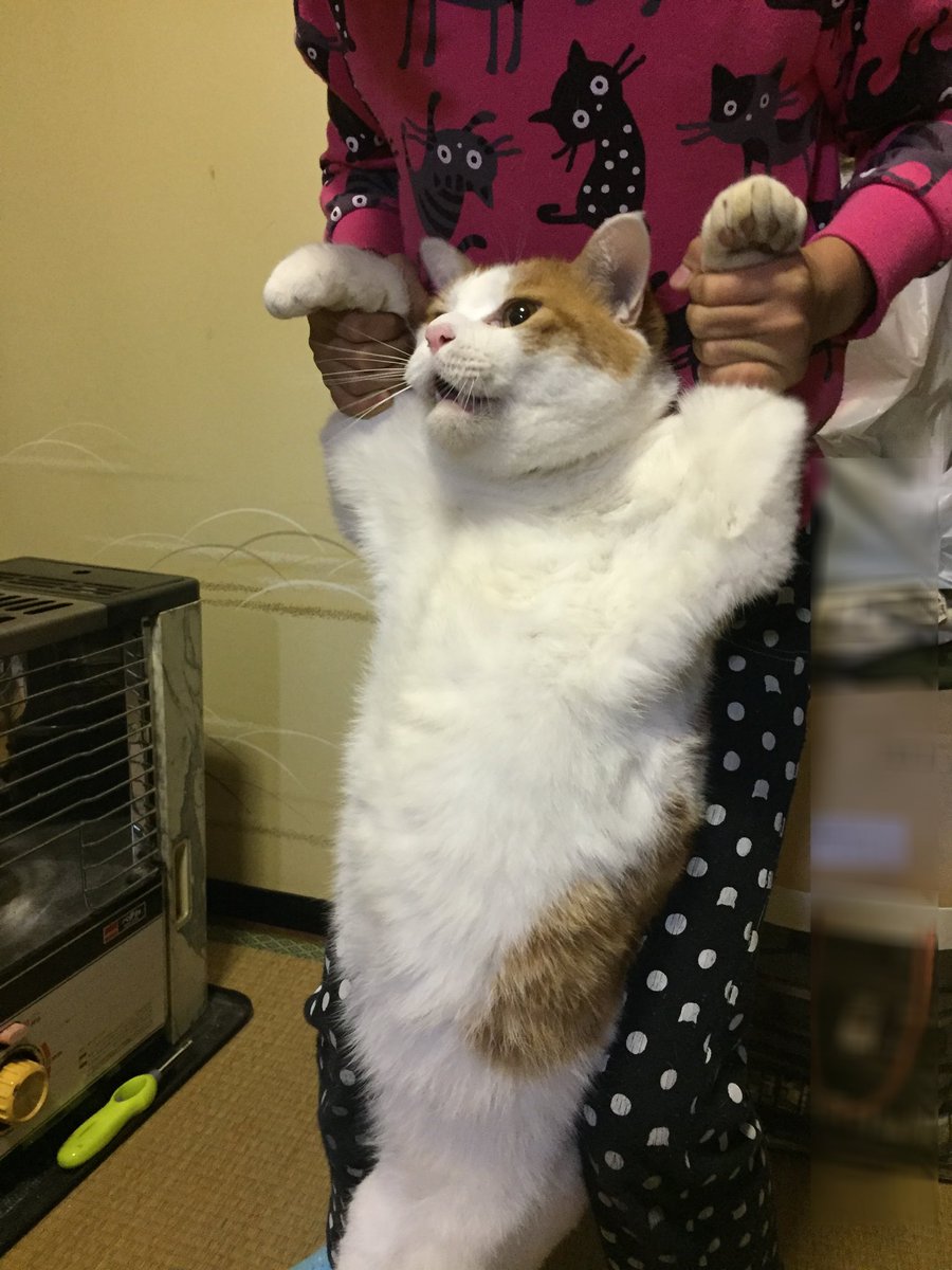 鈴木 5cats On Twitter 朝から捕獲されブレる茶色さん W ฅ 捕獲萌え Https T Co J9x9vzbjqv Twitter