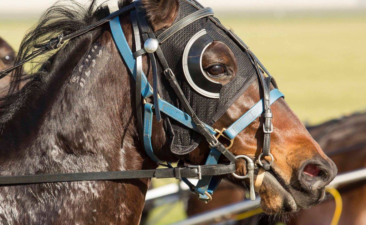 RacingWA_'s tweet photo. The 2017 TABtouch Inter Dominion Fourth Rankings have been released https://t.co/sqWB7q8sd7 https://t.co/6UZJzm6uNw