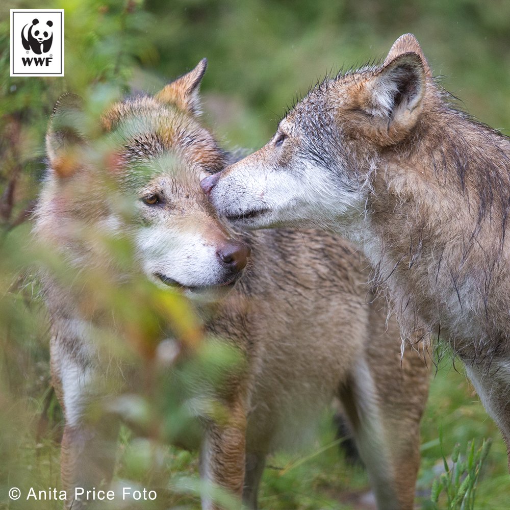 WWFNorge's tweet photo. We are of course disappointed. We still hold that there is an urgent need for a new carnivore management in Norway, said CEO @bardvegar of ruling in wolf court case in Oslo. https://t.co/nNB6T2jtKg #SaveOurWolves https://t.co/OGugiPGcyY