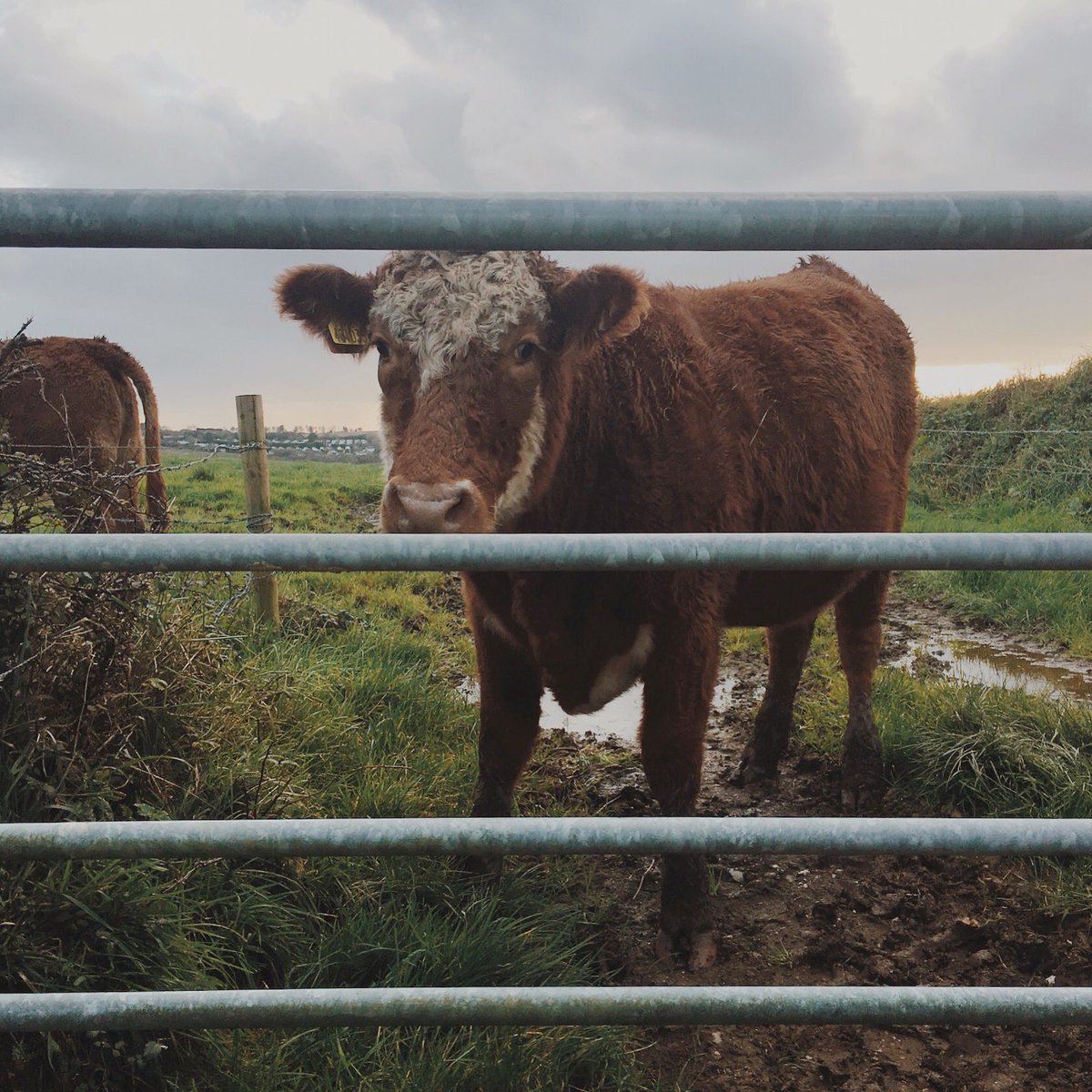 Grumpy neighbours #cornwall #cornwalllife #countrylife #lovecornwall #picoftheday