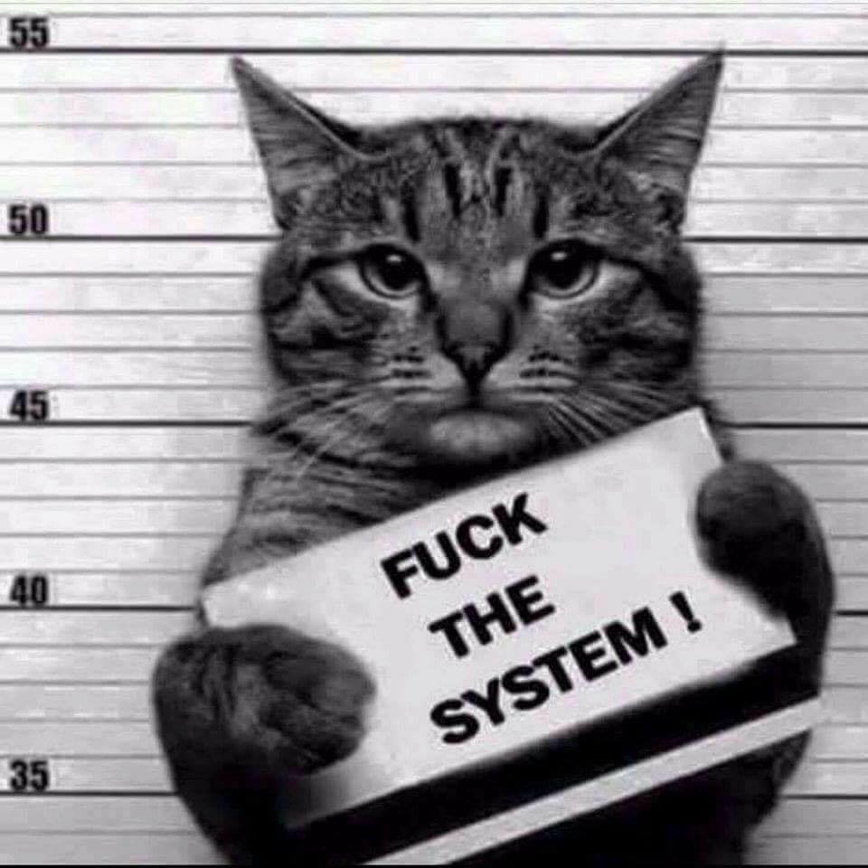 CatVideoGram's tweet photo. Fff**k the system! #cat #cats #catvideogram #kitty #funny https://t.co/CQJ4JtrMfh