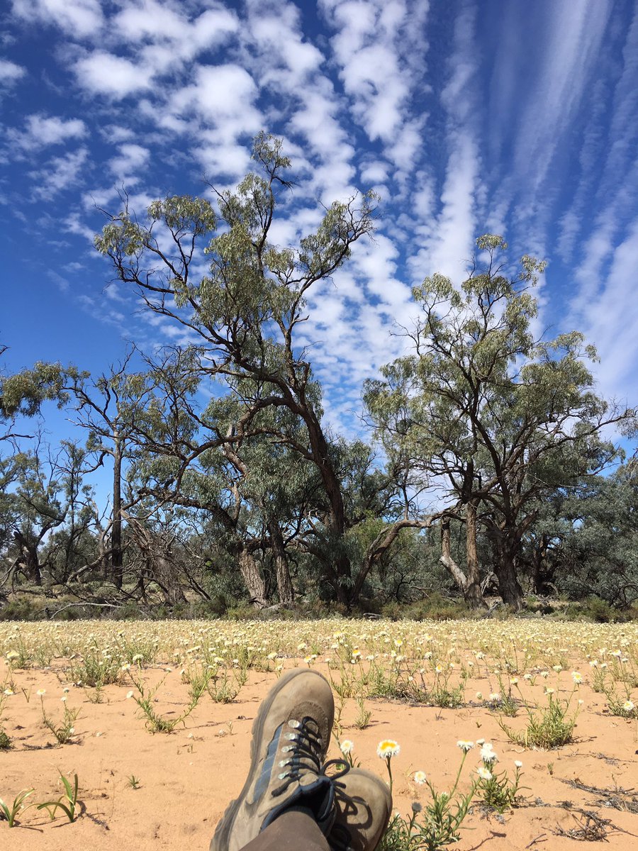 AmyLPrendergast's tweet photo. Lovely spot for lunch #fieldwork #murraysunset https://t.co/upbfGHAnKN