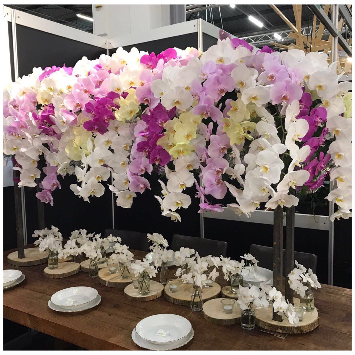 Pulcher2's tweet photo. Yes! We are ready for it. 😄
Visit #pulcherorchidee at our booth 6.6. Today at #RFHTradeFair in Aalsmeer https://t.co/UjJobBv1f7