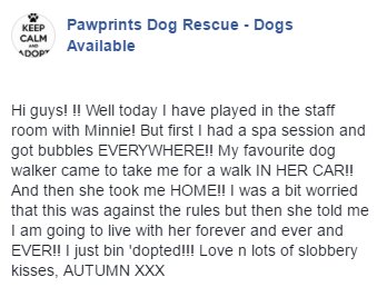 PDRescue's tweet photo. Be happy in your forever home Autumn 💜🐾🐾

@PawprintsAnita @TrishaShaw @Penny2449 https://t.co/1WYyh6CGxj