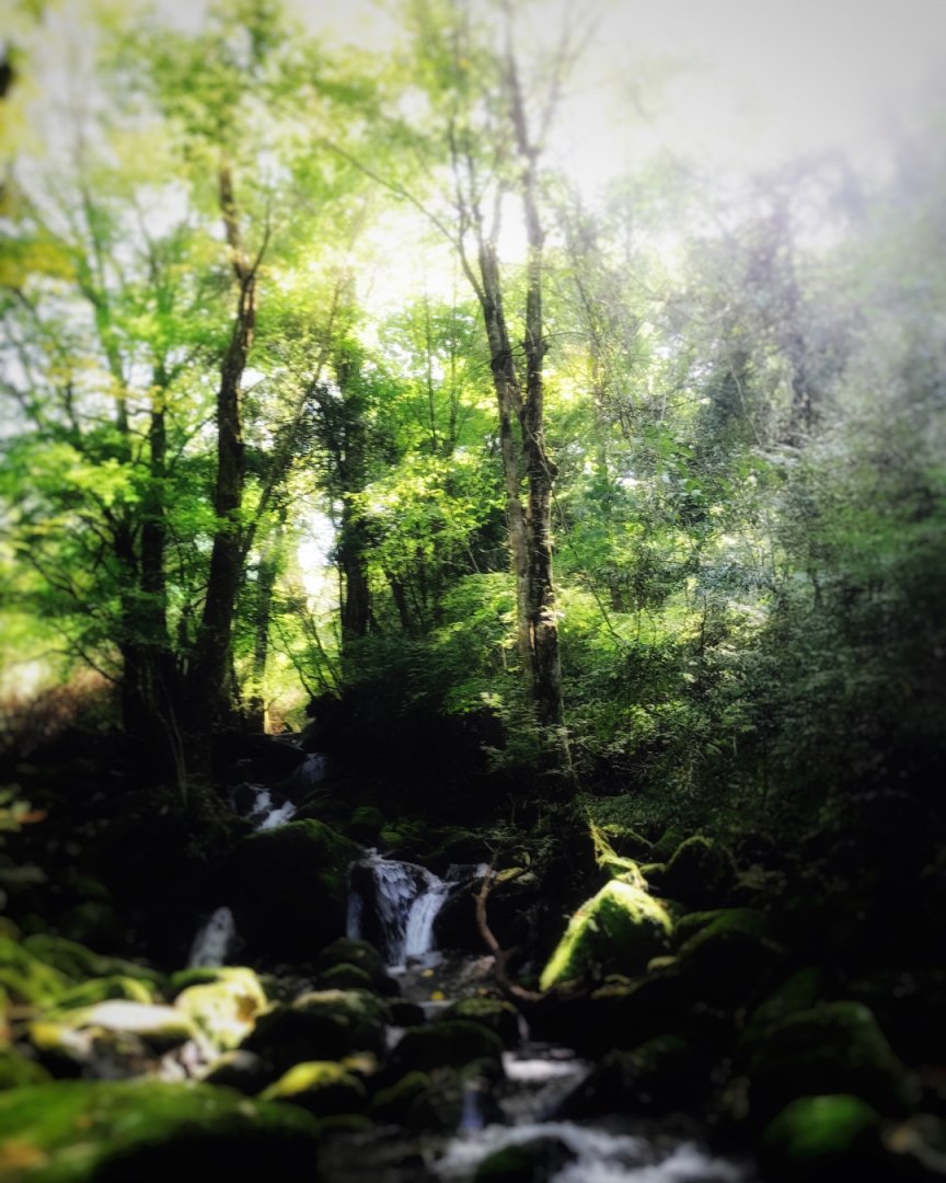 dmc_of's tweet photo. 『 森林浴 』
#自然
#自然とともに
#森林浴
#日本の森
#ヤマト
#yamato
#japan
#JapaneseSpirit
#earth
#EarthProject
#Cosmic
#CosmicProject
#爽快 #気持ちいい #最高 #叫びたくなる #リフレッシュ #幸せ #Feelsocool #Amazing #instagood
#TheNewAGEProject https://t.co/WLIWqUjTeY