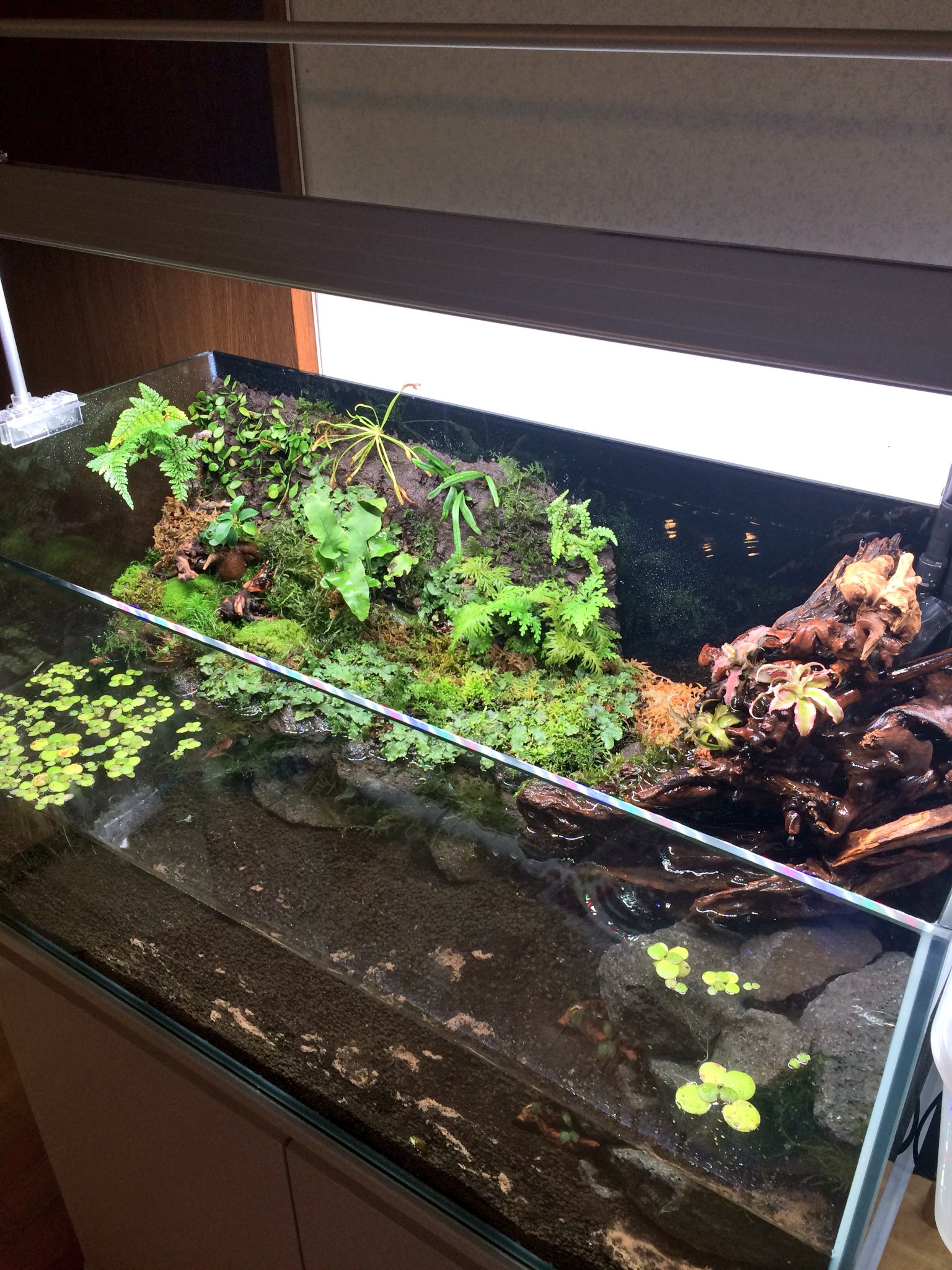Feve 流木で川の流れ作るのちょっと難しい 採取して来たゼニゴケ シノブゴケ コスギゴケ コウヤノマンネングサetc レイアウト完了 W 水中レイアウトのコウヤノマンネングサいい感じです コウヤノマンネングサ ゼニゴケ Feve 流木で川の流れ作るのちょっと難しい 採取して来たゼニゴケ シノブゴケ コスギゴケ コウヤノマンネングサetc レイアウト完了 W 水中レイアウトのコウヤノマンネングサいい感じです コウヤノマンネングサ ゼニゴケ