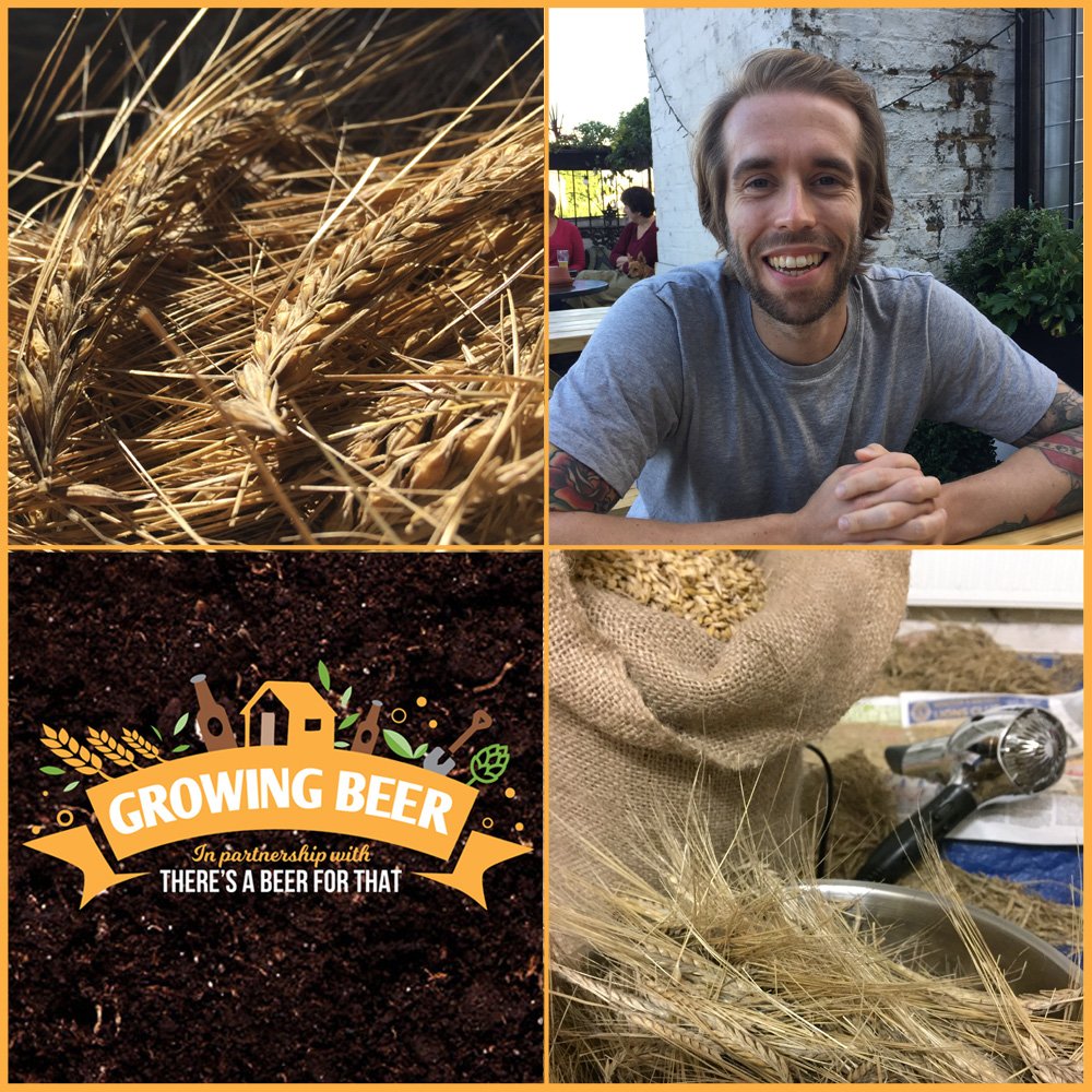 Finally, harvest time and Episode 7! apple.co/2xOqVZp How much barley is left, how to harvest it and talking beer styles and food with writer <a href="/markdredge/">Mark Dredge</a> #growingbeer #harvest #barley #beer