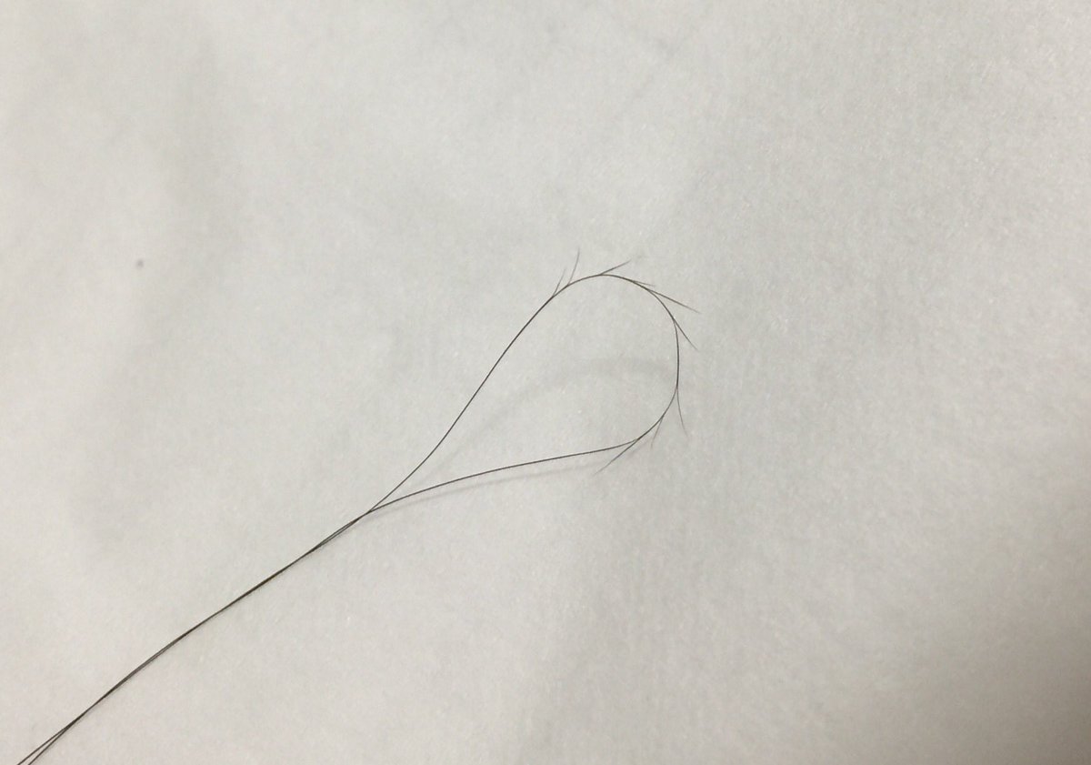 ししょー 久々にすごい枝毛を見つけた