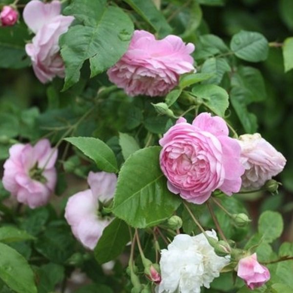 天空のバラ園 園主 スペクタビリス Spectabilis ランブラーにしては大きめの八重 カップ咲きの花 ぽつぽつと返り咲く クリーム色 ピンクの交じり合う微妙な色合いの花が垂れ下がるように咲く T Co Vgmuq9tkrt バラ 薔薇 Rose Roses 天空のバラ園 園主 スペクタビリス Spectabilis ランブラーにしては大きめの八重 カップ咲きの花 ぽつぽつと返り咲く クリーム色 ピンクの交じり合う微妙な色合いの花が垂れ下がるように咲く T Co Vgmuq9tkrt バラ 薔薇 Rose Roses