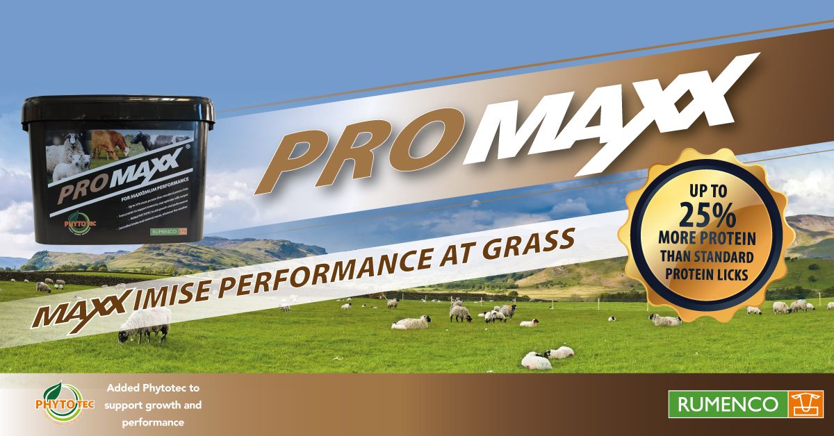 Rumenco_ltd's tweet photo. Brand new #PROMAXX contains up to 25% more protein than standard protein licks https://t.co/HCRohfKX8T https://t.co/zJCBv2htBU