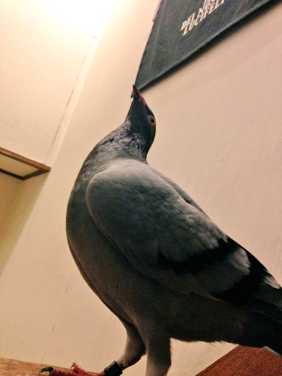 O Xrhsths 風鷹 Sto Twitter 鳩のシュナーベル という名前がついているが 殆ど呼んだことがなく 鳩 か 鳥 としか呼んでいない