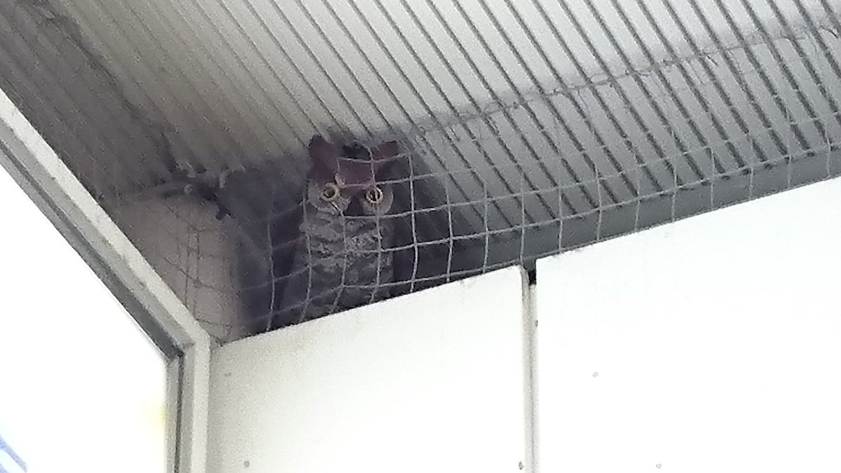 本物 海老名駅にひとだかり フクロウ現る 置物 Togetter 本物 海老名駅にひとだかり フクロウ現る 置物 Togetter