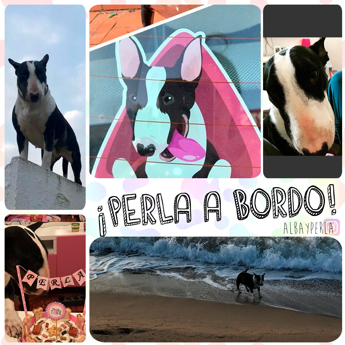 Nuevo peludo en nuestra enorme familia! consigue la tuya bit.ly/interiorBullTe… #bullterrier #pegatinasmolonas #perroabordo #perros