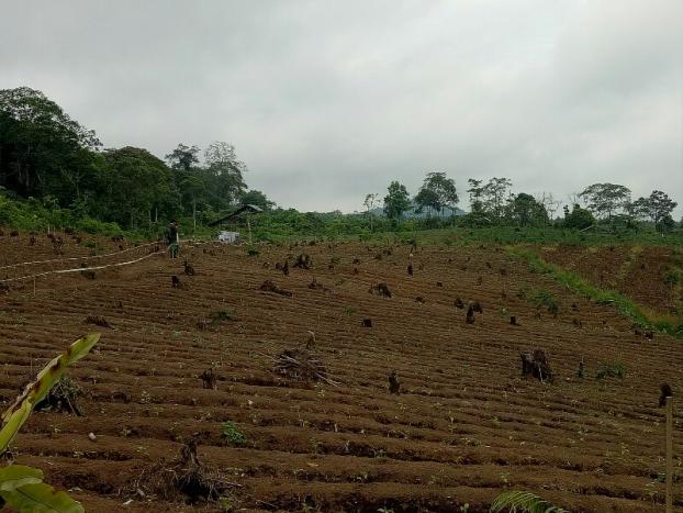 semeton news LSM Kritisi Rusaknya Lereng Ijen, HGU Beralih Fungsi Ratusan Hektar dlvr.it/Pzr6vF semeton