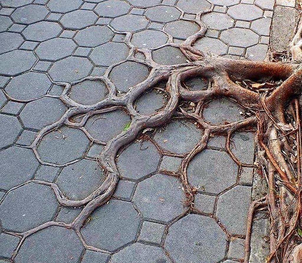 Natures creativity!! By <a href="/artselect/">Art Select</a>
・・・
#nature #naturephotography #creativity #design #art instagram.com/p/BbOrlZqFHVB/