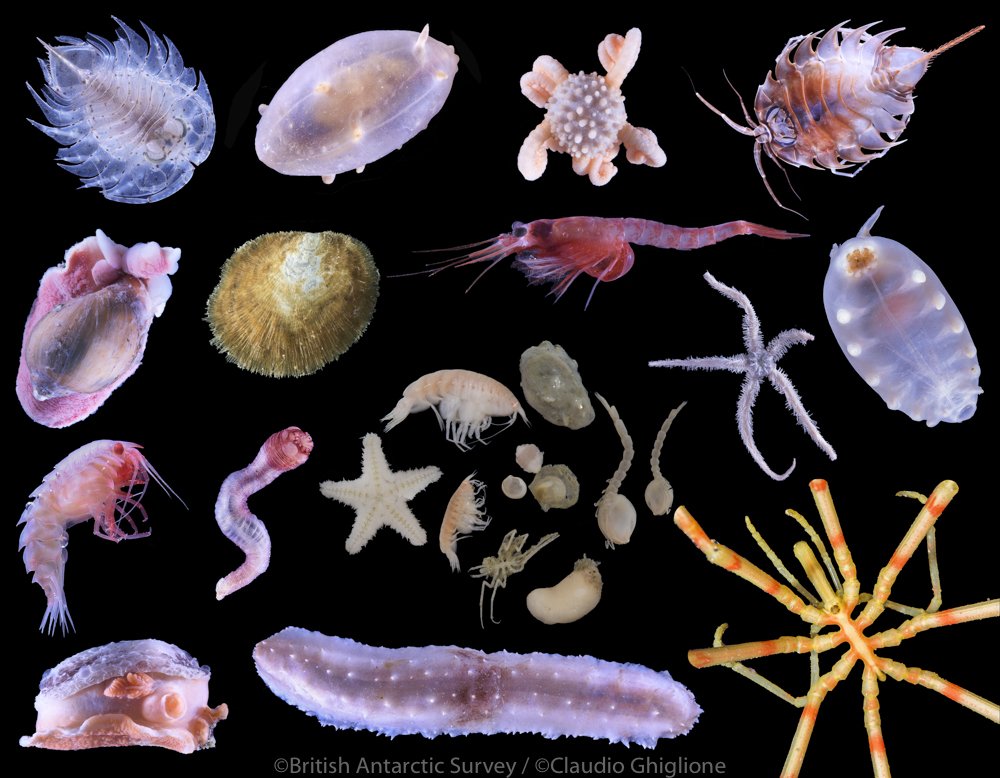 Claudio_Ghi's tweet photo. Waiting to see Blue Planet 2 in Italy in few weeks! Here few of the deep sea animals from the SO-AntEco (BAS) cruise.
#britishantarcticsurvey #bas #SOAntEco #camlr #antarctica #poles #southpole #biodiversity #conservation
#deepsea #BluePlanet2 https://t.co/gAeUGVe7HY