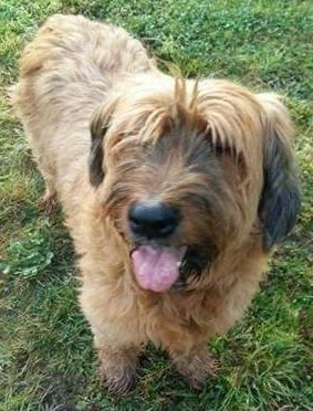 #FindFlorence tweet media