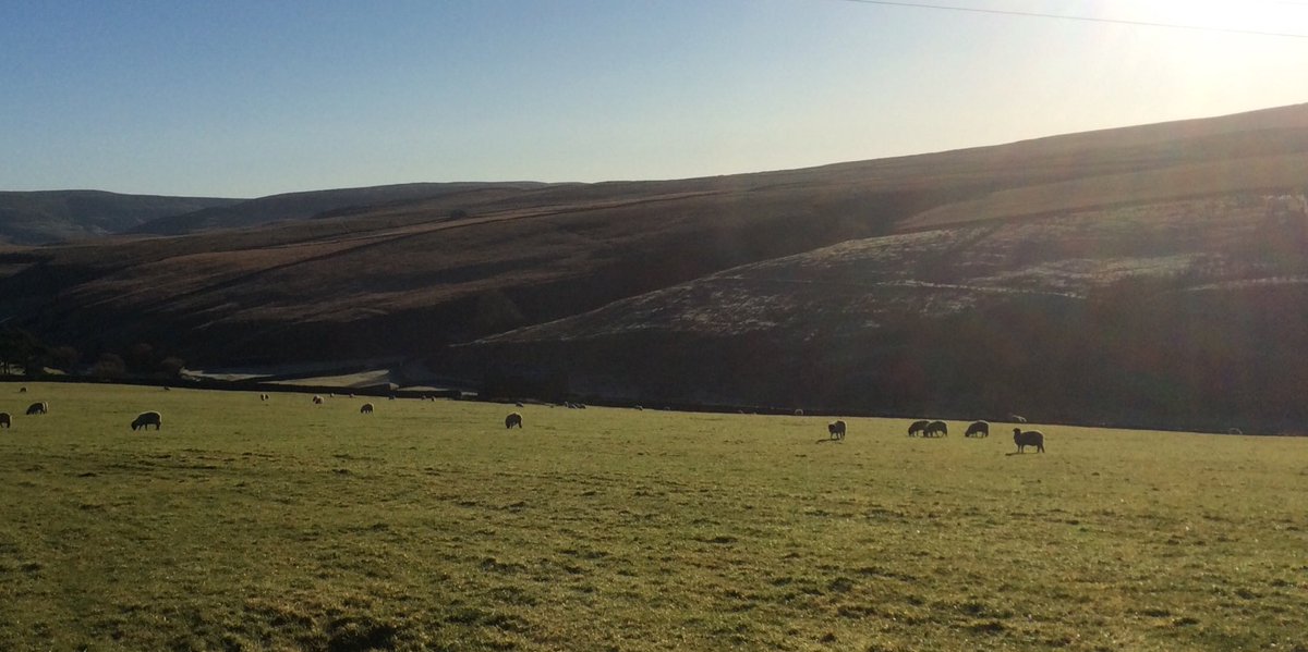 GlendaCalvert1's tweet photo. Oh, what a beautiful morning in #upperswaledale #pryhousefarm#yorkshiredales. Happy sheep, frost on the far side & sun shining brightly. https://t.co/TvlxivvLLE
