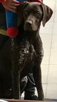 #MISSING #findSmudge male #GermanshorthairedPointer brown/white flecks 5/11 💥FIREWORKS💥 again ran scared #GreenLane #Scawsby #DN5 #chipped 🆘🆘🆘🆘. #Doncaster #South #Yorkshire 
<a href="/PcsharonPage/">My Animal Page</a> 
<a href="/HunnyJax/">#whereareyouPIPPIN ? Caister /Yarmouth</a> 
<a href="/gelert01/">GG01</a> 
@DoglostUK