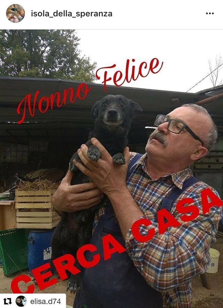 susy962's tweet photo. 🆘🆘🆘Forza amici troviamo una casuccia per questo nonnino bellissimo 🙏🙏🆘🆘🆘 https://t.co/jE4Qsz3mmx