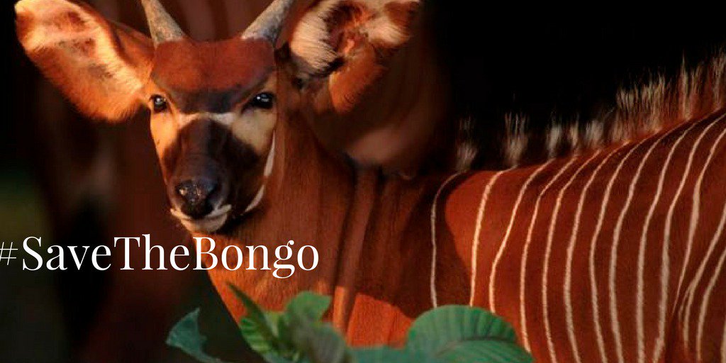 ellikolani's tweet photo. #SaveTheBongo Awareness of the plight of rhinos and elephants has gained global traction. Lets do the same for Mountain Bongo. https://t.co/CqA5PeczAs