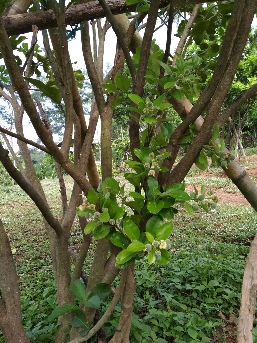 jeruk_pamelo's tweet photo. pentilnya merajalela, dari pangkal sampai ujung,  #pentil #buah #jerukpamelo #pamelo #pamelomadu #bibit https://t.co/Eg496SbDcj