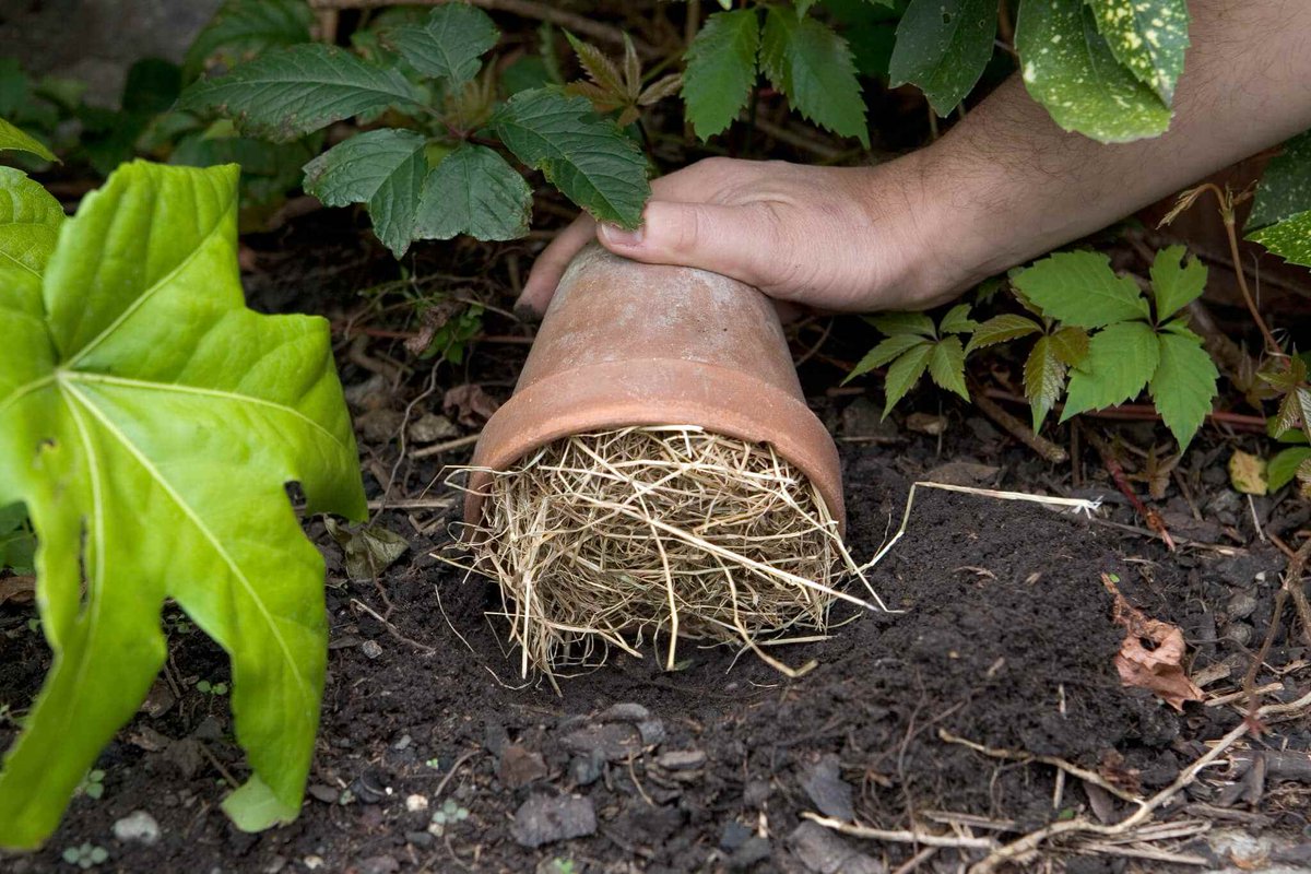 GWmag's tweet photo. Bumblebees will soon be looking for a warm, dry spot to rest their wings for winter. Save them the trouble by making a simple hideaway: https://t.co/5azyxtczL0 https://t.co/tceblOl5JX