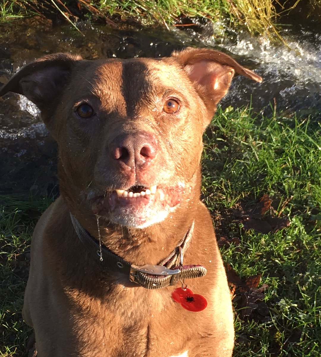 TheMarleyMoo's tweet image. This #RemembranceDay, remember the animals of war too who had no choice but gave loyalty, devotion &amp;amp; courage #LestWeForget #FallenDogsIfWar