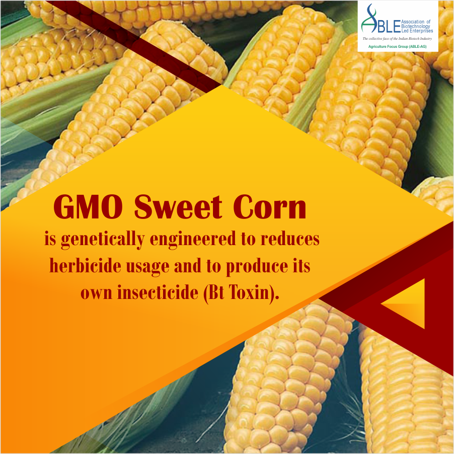 ABLE_AG's tweet photo. GM corn has been engineered to produce a soil bacterium called bacillus thuringiensis, or Bt, which is an effective insecticide. #AbleAg https://t.co/6CnKYO81kj