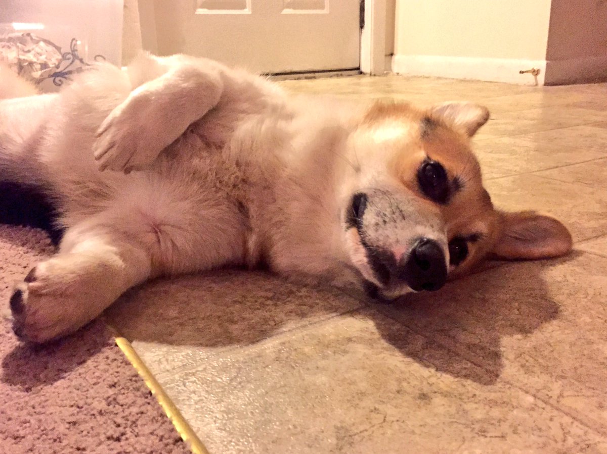 LorinOnTV's tweet photo. When you hear your alarm go off but don't want to get out of bed.. #ruffWAKEUP #corgiprobs #ollierichard πΆβ°βοΈ https://t.co/ukCgfTb7qU