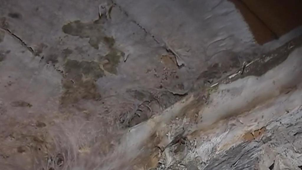 buildgreenfr's tweet photo. Mérule : le champignon qui dévore les maisons de la Bretagne jusqu'au Nord (+vidéo) https://t.co/u5KQXTxnHn https://t.co/ZFd0kkeKgz