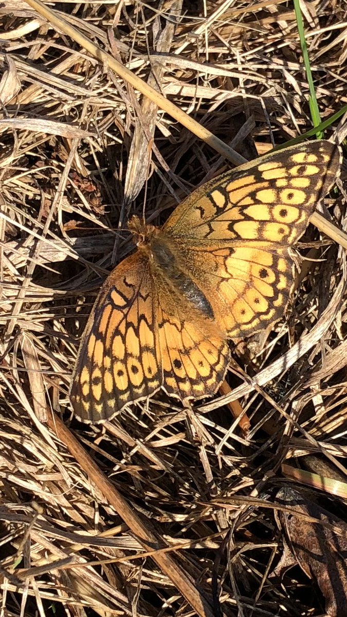 JTTrendNature's tweet photo. I was surprised to see so many butterflies flying on a cold November 7th morning.  42F/5.5C - 4 Variegated Fritillaries and 25 Clouded Sulfurs on the dike at Riverside Park , #Hartford #ctbutterfly #10MinVitaminN #ctriverfront https://t.co/KCEIdtBiS4