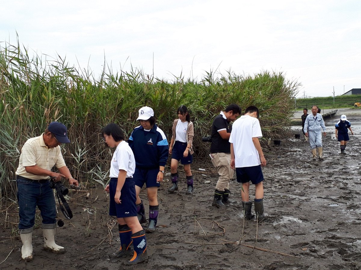 小宮 春平 福岡県生物多様性アドバイザー در توییتر 工事が始まって失われてしまうんですけれど これだけの種がいたんですよ 本当に素晴らしい 塩性湿地が失われるなんて 他にもムツゴロウやトビハゼら魚類 鳥類 多くの生き物 残念でならない