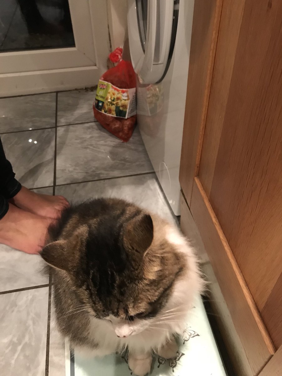 KierontheCat's tweet photo. Come on Mom can’t you hurry up with that grub please. #hungrycat https://t.co/LTUGF3dtnf