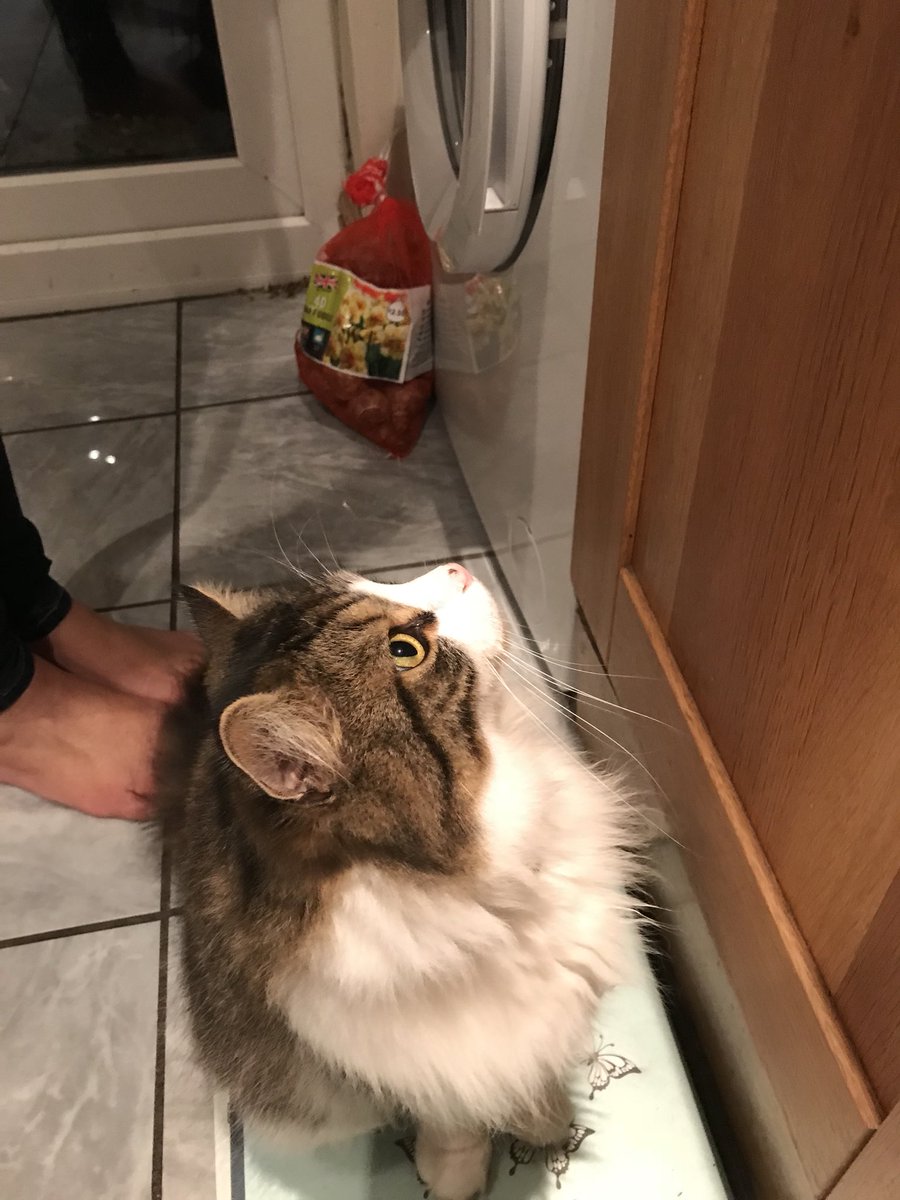 KierontheCat's tweet photo. Come on Mom can’t you hurry up with that grub please. #hungrycat https://t.co/LTUGF3dtnf