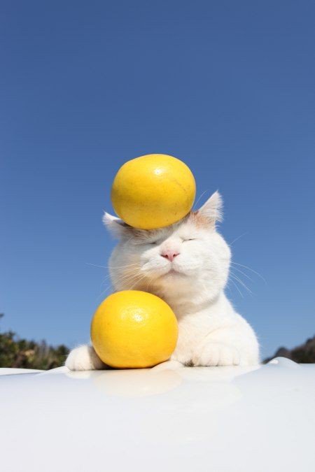pafunplanet tweet picture