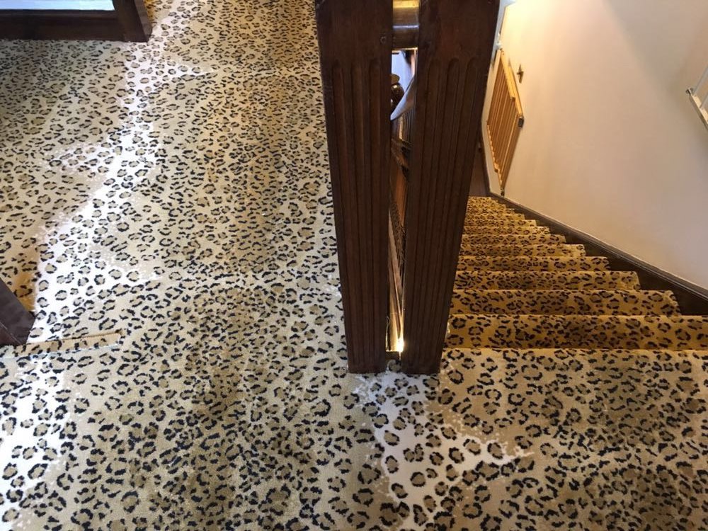 Animal Print Carpets tweet media