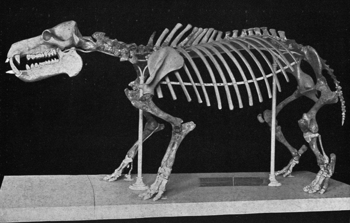 #DorotheaBate found remains of dwarf forms of #hippo in Cyprus (Hippopotamus minutus) &amp; Creta (Hippopotamus creutzburgi) in the early '90s. #archeology #fossils