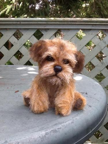 *Waving a fuzzy paw* Hello everyone. 🐶