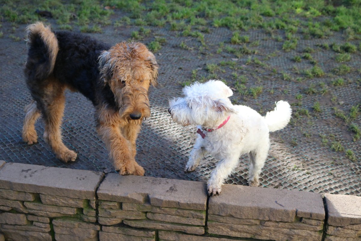DoggyDaycareSW's tweet photo. Today's gang have been enjoying the beautiful weather! #Cornwall #dogdaycare https://t.co/ecHob1fRCC