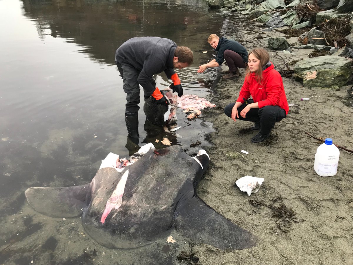 Mola mola dissection at the beach in Trondheim today. This one was 206 cm fin height. Possibly my favourite fish species, fascinating and very strange anatomy! #molamola #fishsci <a href="/NTNU/">NTNU</a>