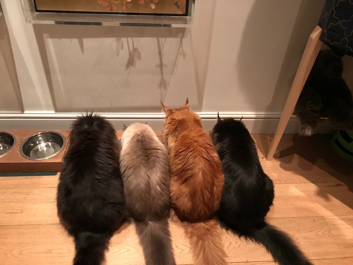 JohnCleese's tweet image. Dinner at the Cleeses : (Left to Right) Felix,Heaven,Frankie,Teddy
