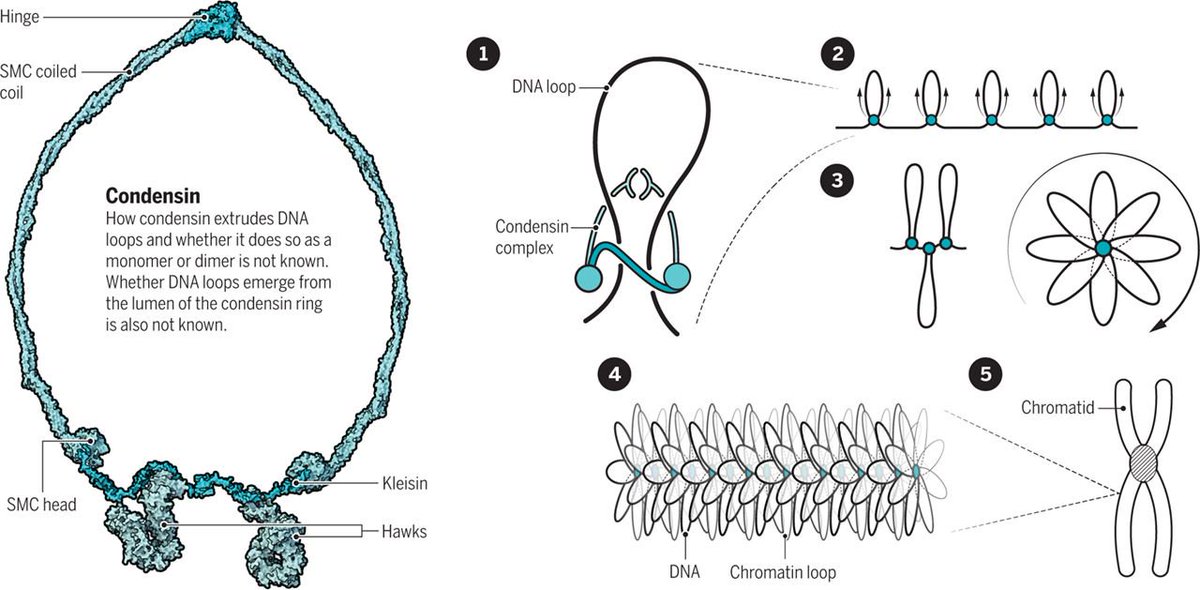 ScienceMagazine's tweet photo. New findings may explain how DNA is organized into chromatids during cell division: ($) https://t.co/Ca8zBvvVjw https://t.co/tIxnyc6Eqr