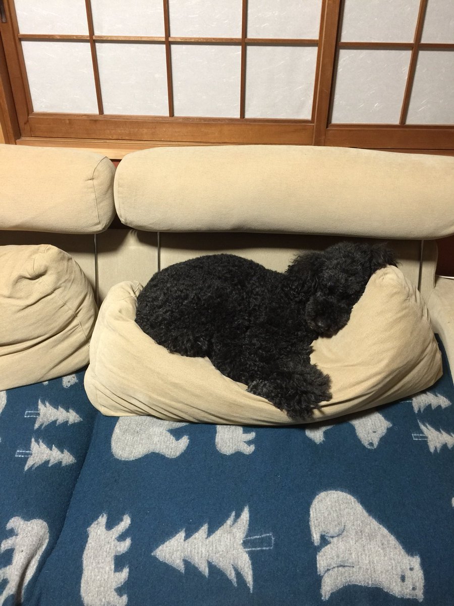 ten061's tweet photo. ソファーの、背もたれの所で寝るのがお気に入りの、スタンプーのガジラチャン！アー可愛い💕 https://t.co/kWRs4rxvt5