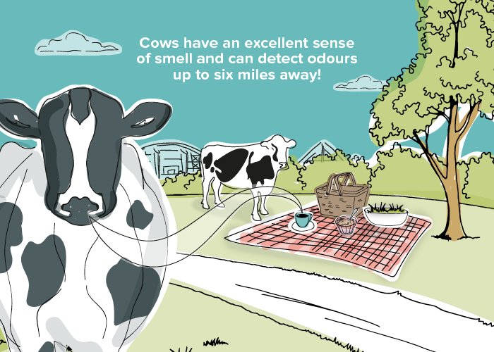 DID YOU KNOW...? Cows have an excellent sense of smell and can detect odors up to six miles away! #Cowfacts