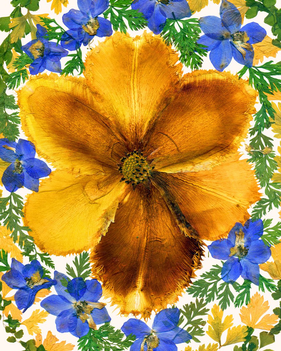 Glirencai's tweet photo. This print is a copy of my composition made of dried flowers and leaves  https://t.co/gPxlGN7nd4 https://t.co/px2sz5Ekjz