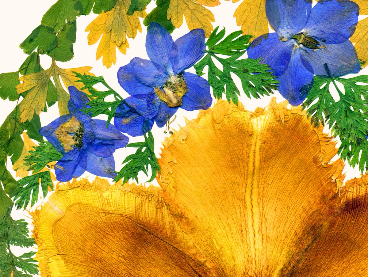Glirencai's tweet photo. This print is a copy of my composition made of dried flowers and leaves  https://t.co/gPxlGN7nd4 https://t.co/px2sz5Ekjz