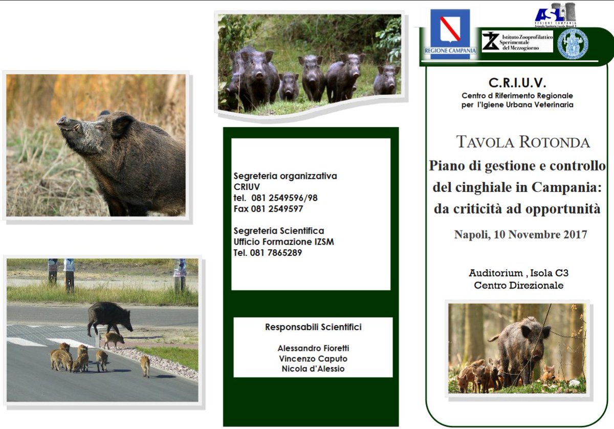 CeRVEnE17's tweet photo. Il #CRIUV - #CentrodiRiferimentoRegionaleperlIgieneUrbanaVeterinaria organizza venerdi' #10Novembre presso il #CentroDirezionalediNapoli una tavola rotonda su " #PianodiGestioneeControllo del #Cinghiale in #Campania: da #criticità ad #opportunità ". https://t.co/Qc8ozfKZaF