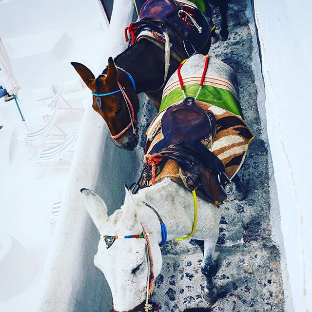 DonkeyLoversZon's tweet photo. #pinthetailonthedonkey #donkeybutt #donkeyface #bugaboodonkey #donkeylabel #donkey4life #assisdonkey #packdonkey https://t.co/cQTqnzED38