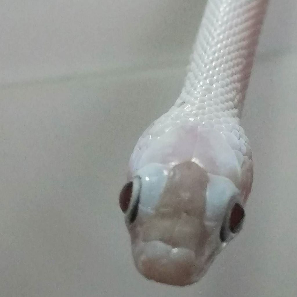 AndyByers21's tweet photo. Hypo Cinder Palmetto is doing awesome 😍😍.
_
#cornsnake #dangernoodle #snake #cornsnakemorph #cornsnakes #cornsnake… https://t.co/jgRpTjAzIv https://t.co/8UOQLqjzeQ